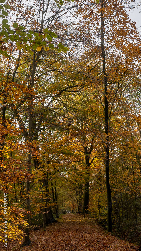 Obraz premium A walk in the forest