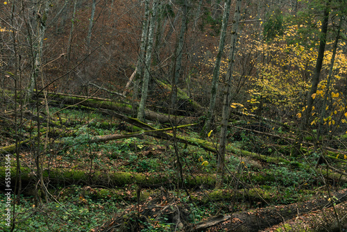 Forest valley with fallen trees