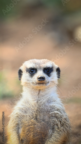 Portrait of a lovely cute meerkat or suricate (Suricata suricatta) watching at you in safari