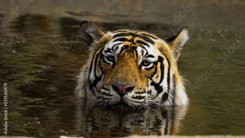 Royal Bengal Tiger relaxing in a pool of water