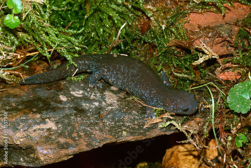 Fototapeta Naklejka Na Ścianę i Meble -  Closeup on the rarely photographed Chinese Yiwu hynobiid salamander, Hynobius yiwuensis