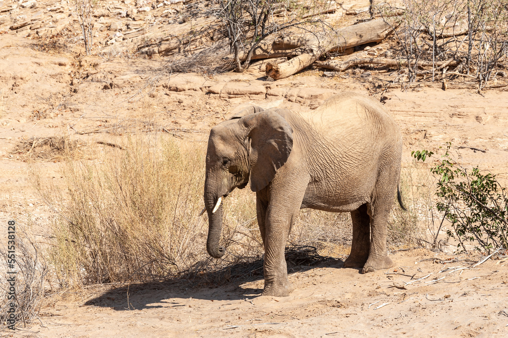 Impression of an African Desert Elephant - Loxodonta Africana- wandering in the desert in North Western Namibia.