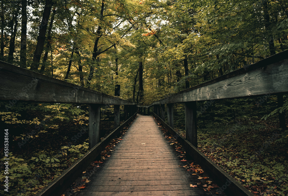 bridge in the forest bridge in the forest
