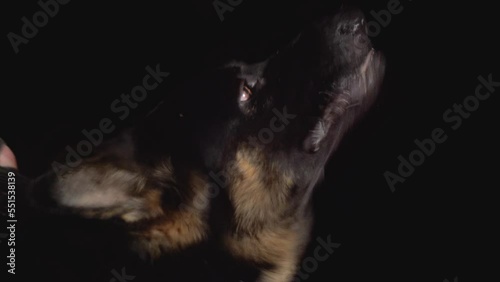 German shepherd police dog barks. close-up hd