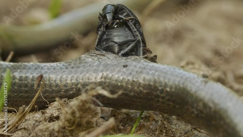 Red black Oiceoptoma thoracicum bug eat dead snake on ground and pairing, bug mating photo