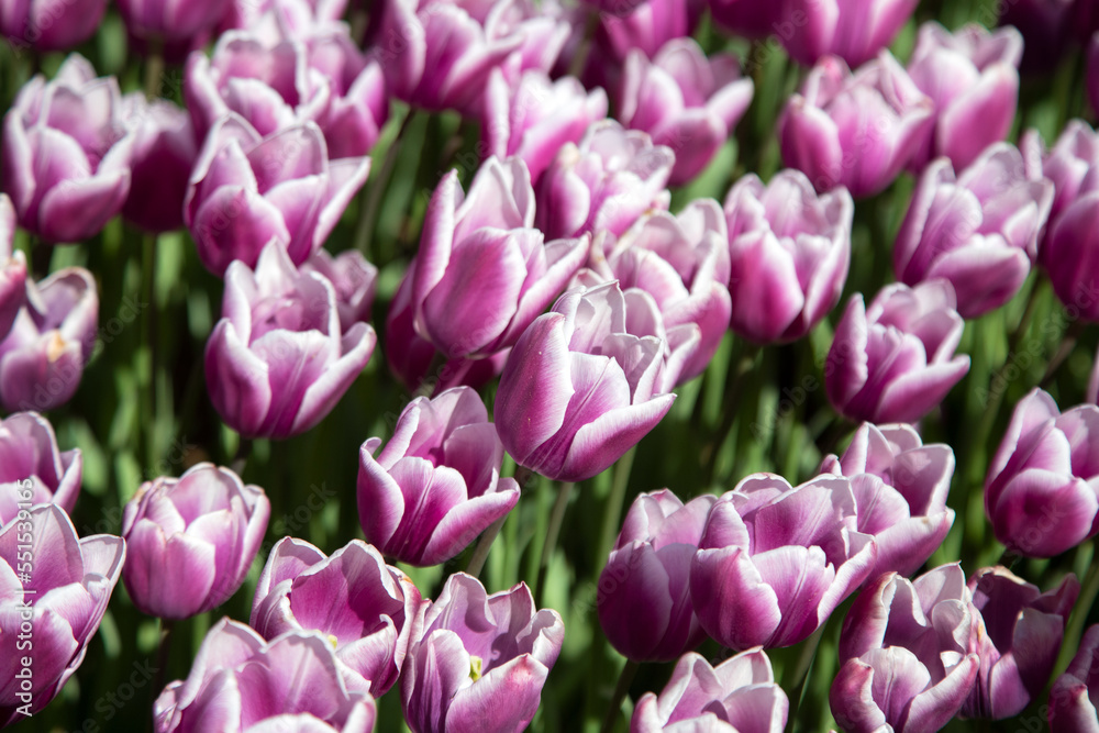 Many purple tulips in garden
Many purple tulips in garden