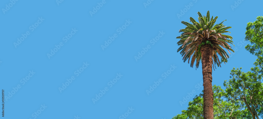 Banner holiday concept with a tropical big old palm tree at blue sky solid background with copy space