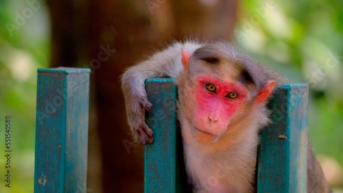 Photography Close-up shot of a monkey on a fence on a blurred background