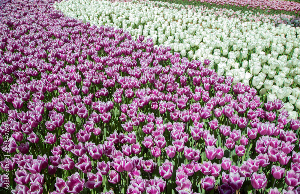  Many purple and white tulips in garden