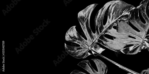 Natural shiny monstera leaves spray painted with silver metallic paint on dark deep black background. Trendy creative modern summer fashion concept. Tropical pattern with copyspace.