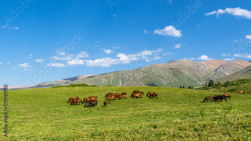 horses graze on a mountain pasture. horses in the mountains