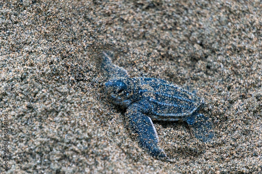 Fototapeta premium Baby leatherback crawling on sand