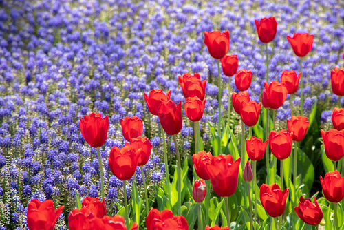 Red white tulips and purple hyacinth flowers 