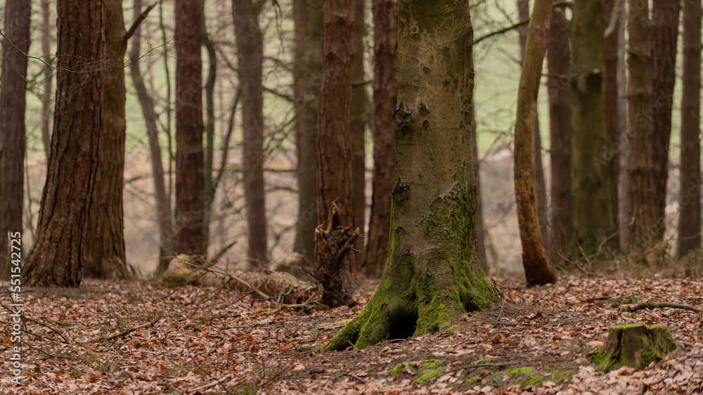 Fototapeta premium footpath in the woods