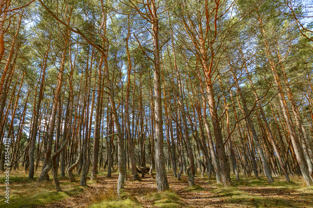 Obraz premium Dancing forest is sight of Curonian Spit national park in Kaliningrad region, Russia. Beautiful old conifer pine trees with twisted trunks covered moss. Forest landscape, beauty in nature