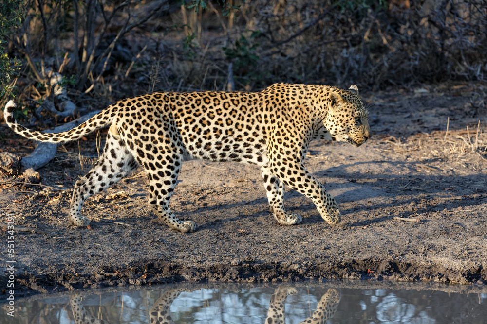 Leopard (Panthera pardus) male searching for food in Sabi Sands game reserve in the Greater Kruger Region in South Africa Leopard (Panthera pardus) male searching for food in Sabi Sands game reserve in the Greater Kruger Region in South Africa