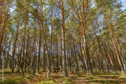 Dancing forest is sight of Curonian Spit national park in Kaliningrad region  Russia. Beautiful old conifer pine trees with twisted trunks covered moss. Forest landscape  beauty in nature