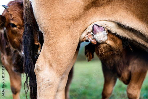 Calf drinking milk from cows udder photo