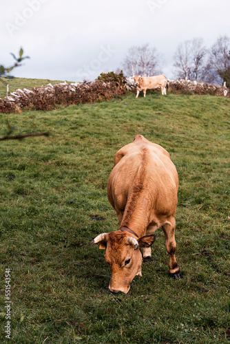 Cows grazing on pasture eating grass photo