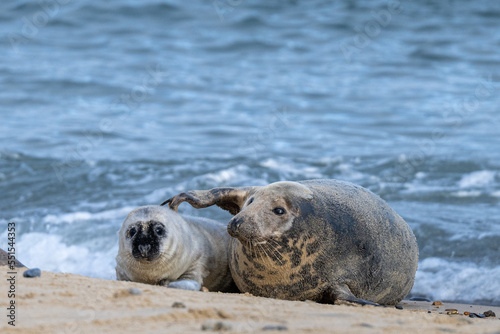 Grey seal (Halichoerus grypus) mother and pup on a sandy beach in Norfolk