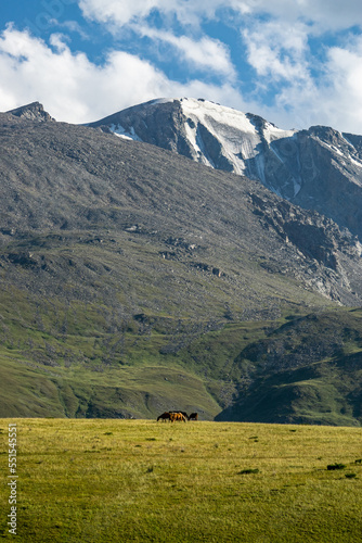 horses graze at the foot of the mountains. horses in the pasture. view of the rocky mountain peaks