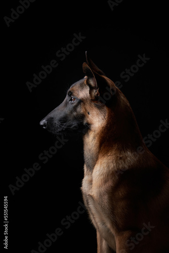portrait of a dog on a black background. Malinois in the studio. Belgian Shepherd © annaav