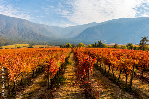 Vineyards and wine fields in Chile - Valle Central Santiago district