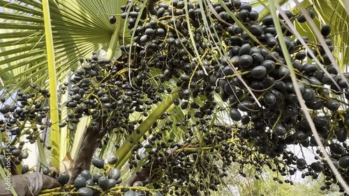 Saw Palmetto Berries Large bunches - Video tracks from right to left photo