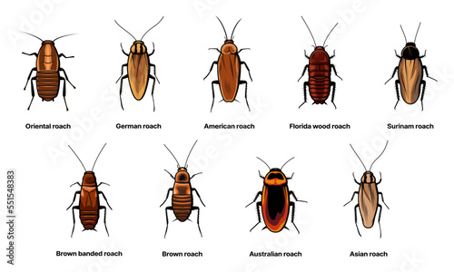Cockroach set, insect roach and bug species icons, vector. Biology or zoology and pest animal creatures, Asian cockroach, American and Australian brown or Surinam roach