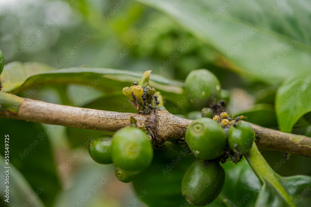 Obraz premium Close up photo of green coffee bean when spring season. The photo is suitable to use for nature background and wild life poster.