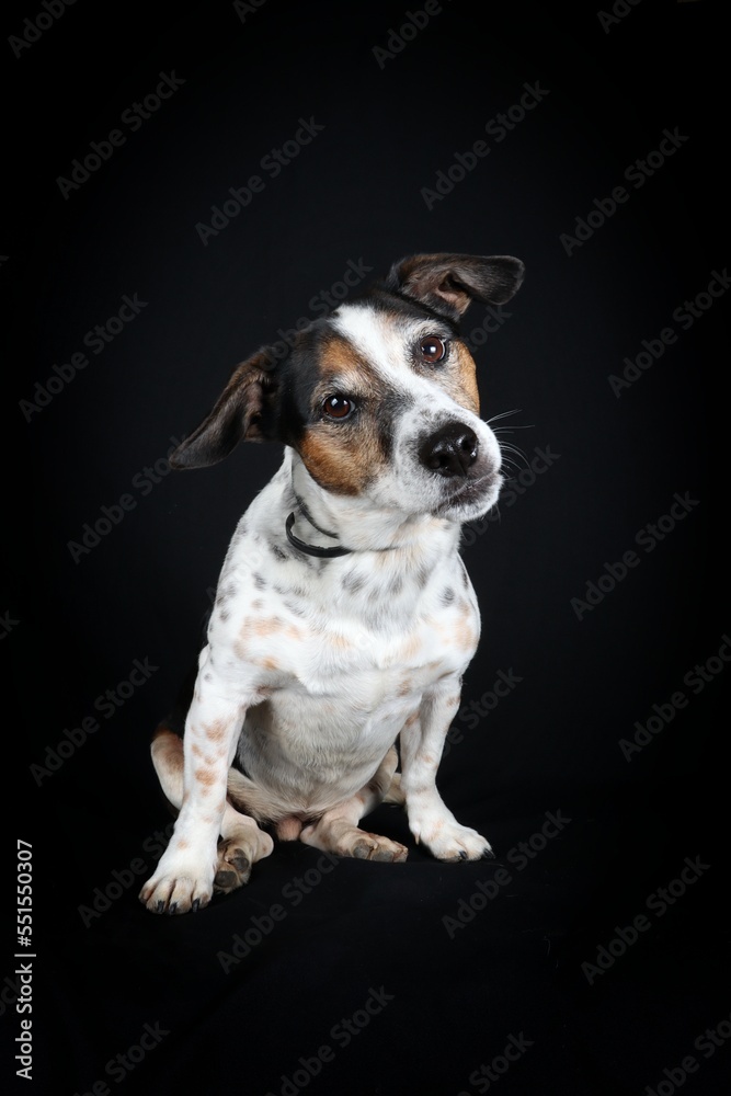 jack russell terrier dog on black background 