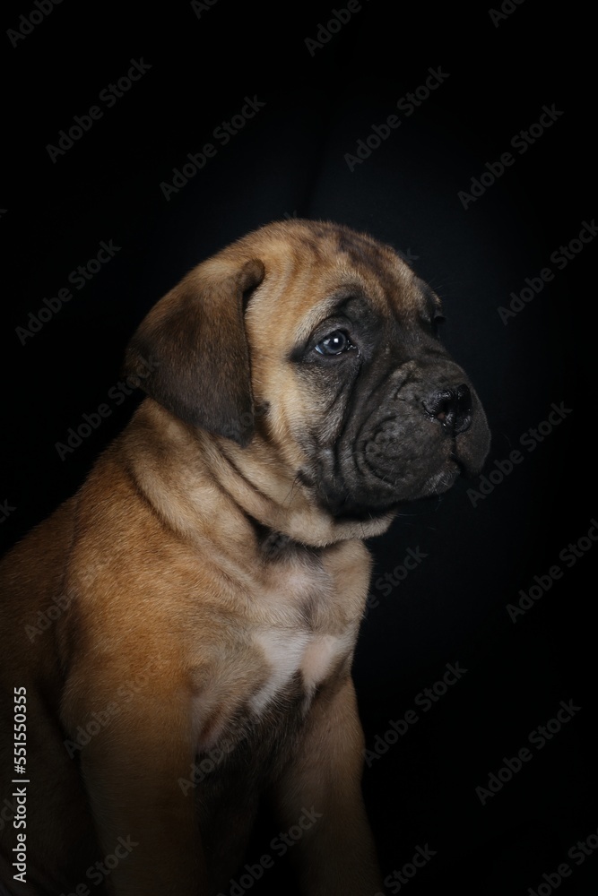 bullmastiff puppy on black background 