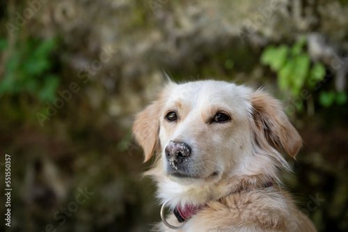 Portrait of a cute mixed breed small dog © Gajus