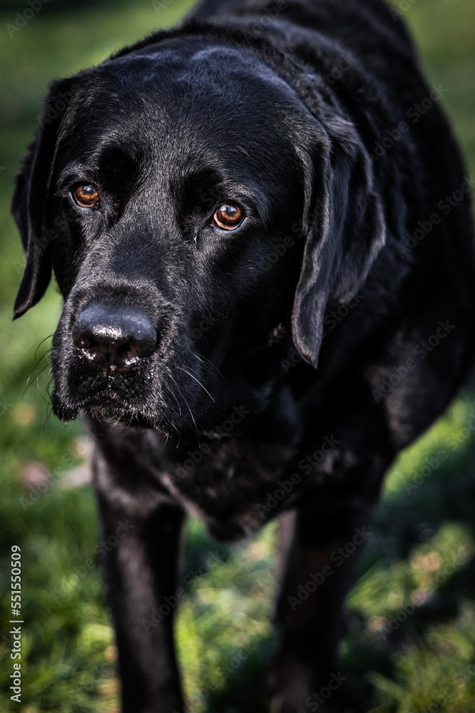 black labrador retriever