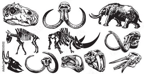 Graphical set of mammoth skeletons and skulls isolated on white background,vector illustration,paleontology