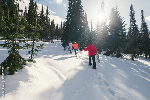 Group of freeriders snowboarders going uphill in deep snow in Sun rays and green spruce forest on winter day