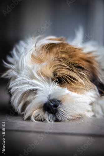 Lhasa Apso puppy sleeping