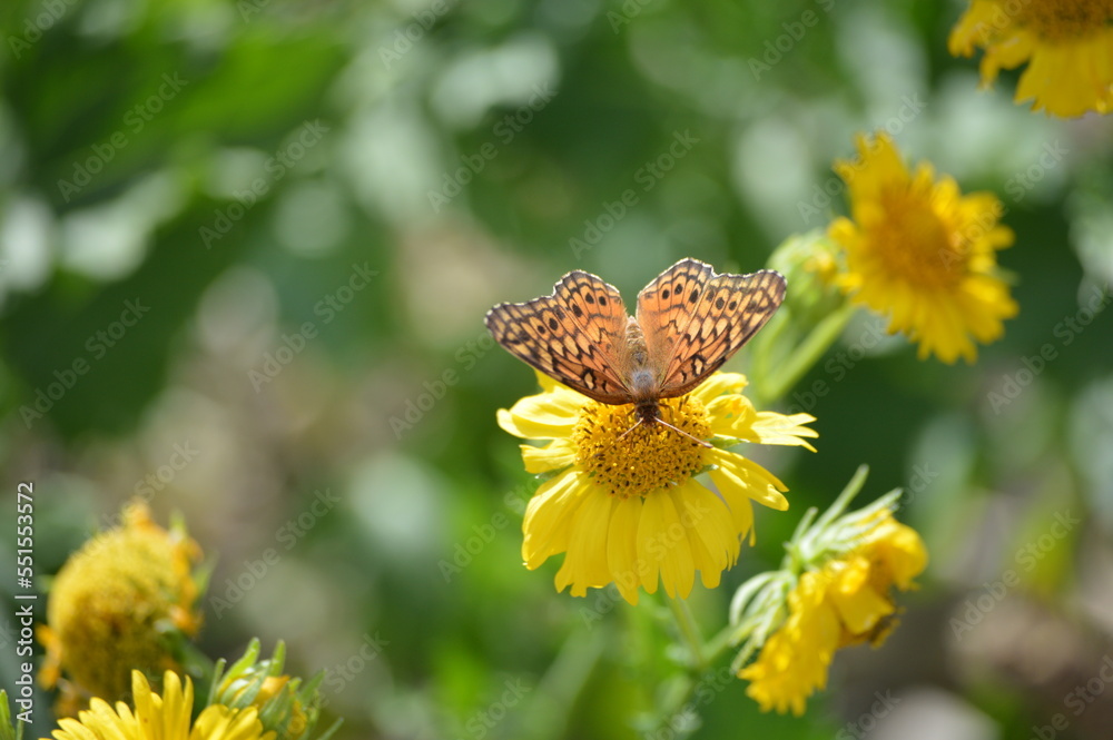 Butterfly on flower