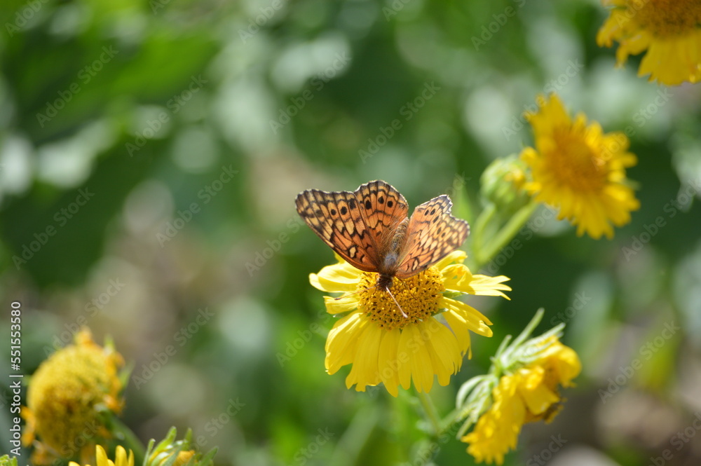 Obraz premium Butterfly on flower