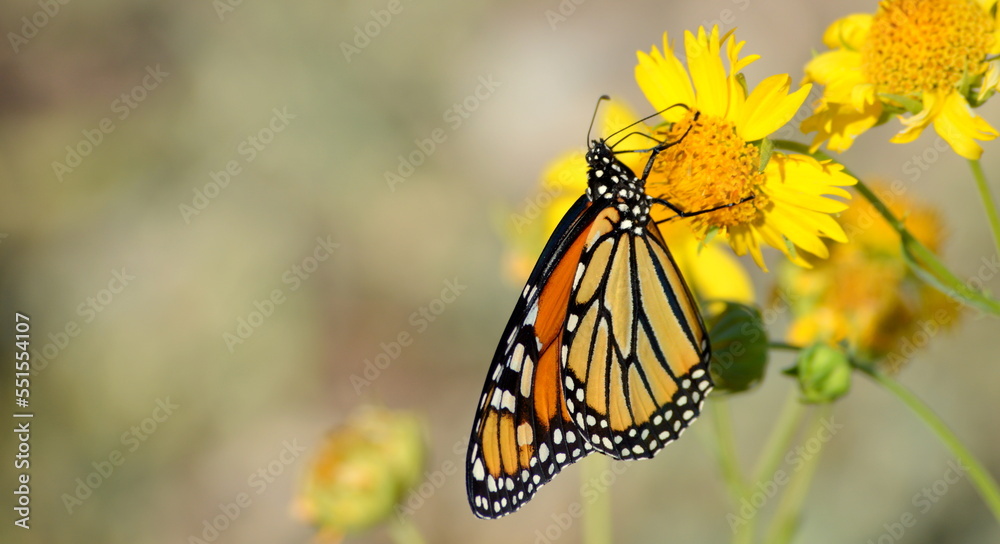 Obraz premium butterfly on flower
