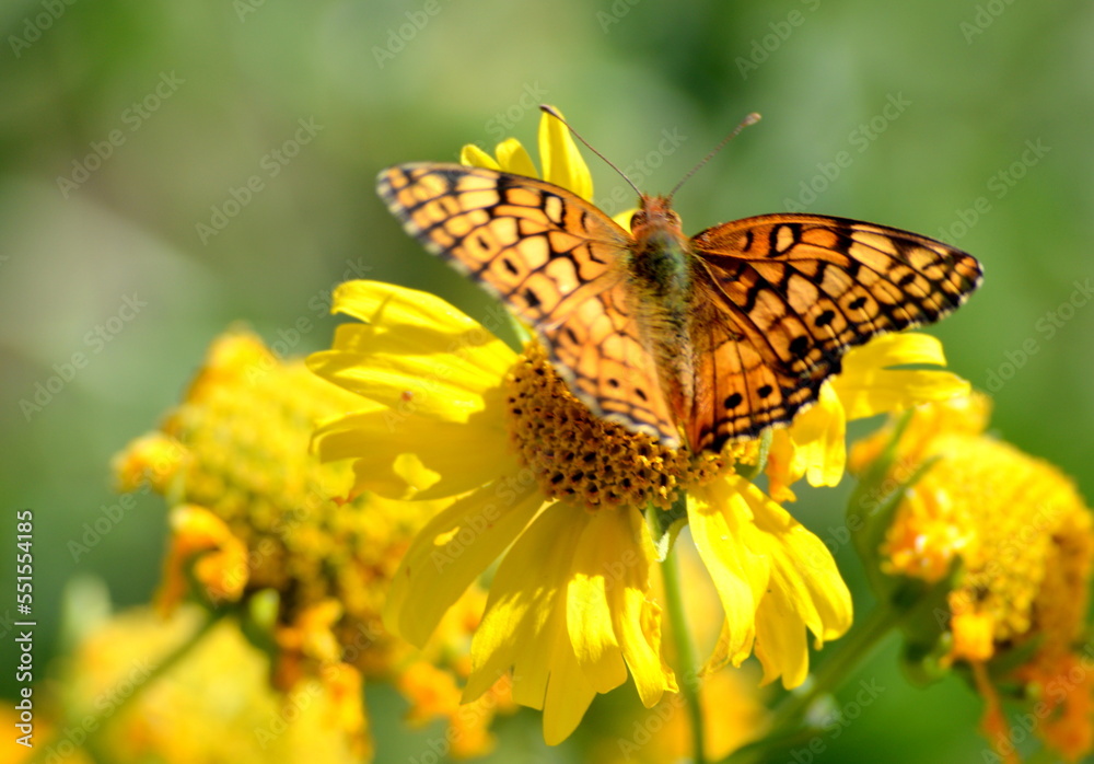 Butterfly on yellow flowers Butterfly on yellow flowers
