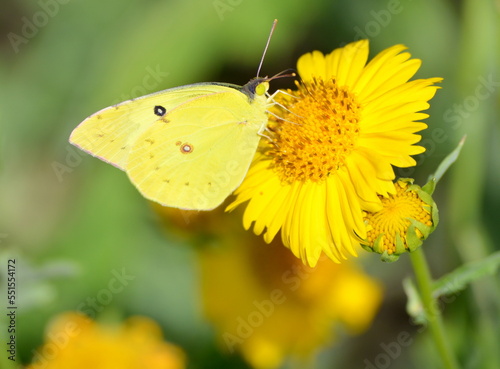 butterfly on yellow flower © Connie Quinn-Reese
