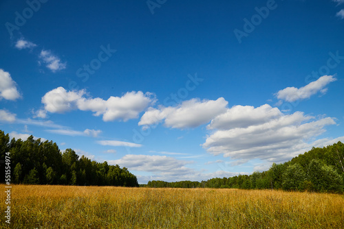 Autumn landscape with yellow sunny meadow against forest and blue sky with white clouds on the background © keleny
