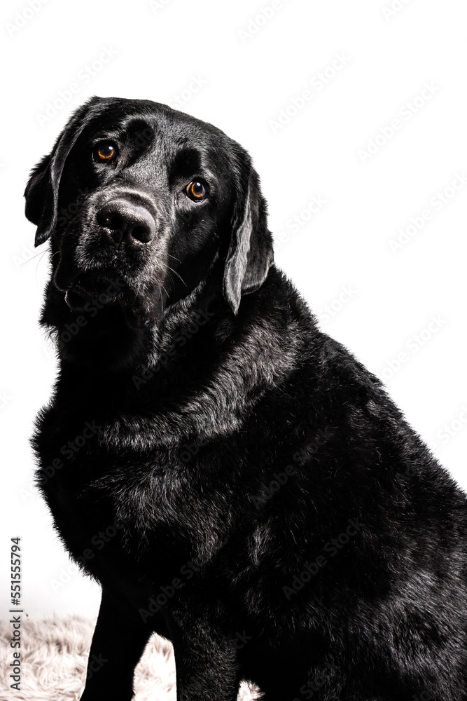 Black Lab on white background