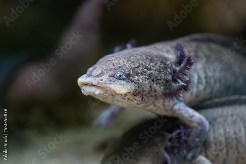 Axolotl Salamander Ambystoma Mexicanum