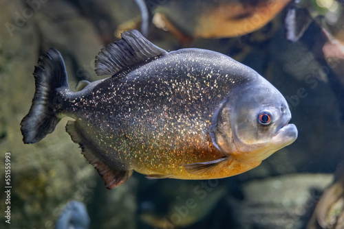 Quadro su tela The Red-bellied Piranha Fish