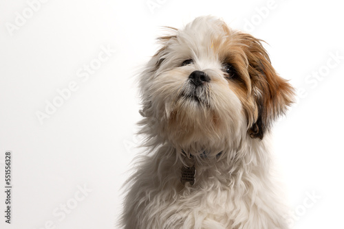 Fototapeta Naklejka Na Ścianę i Meble -  Lhasa Apso puppy