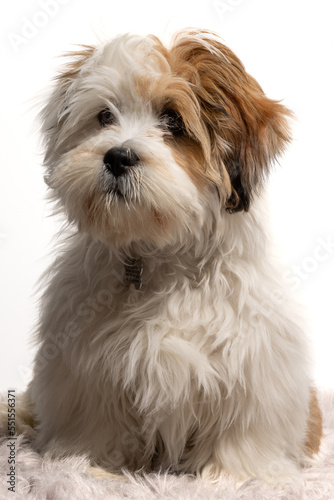 Lhasa Apso puppy © AGrandemange
