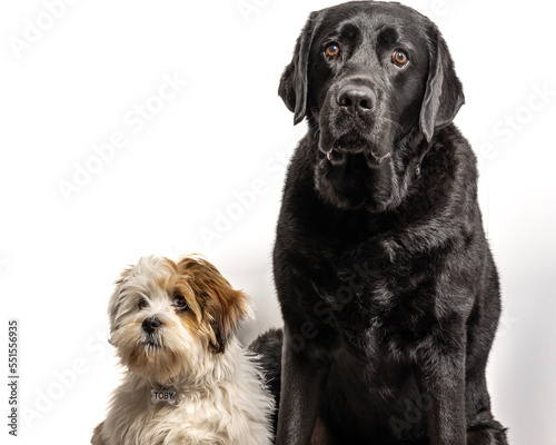 Fototapeta Naklejka Na Ścianę i Meble -  Big black lab with Lhasa Apso puppy