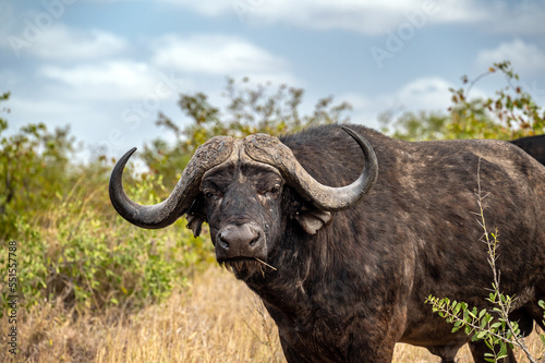 Buffalo in Kruger National Park